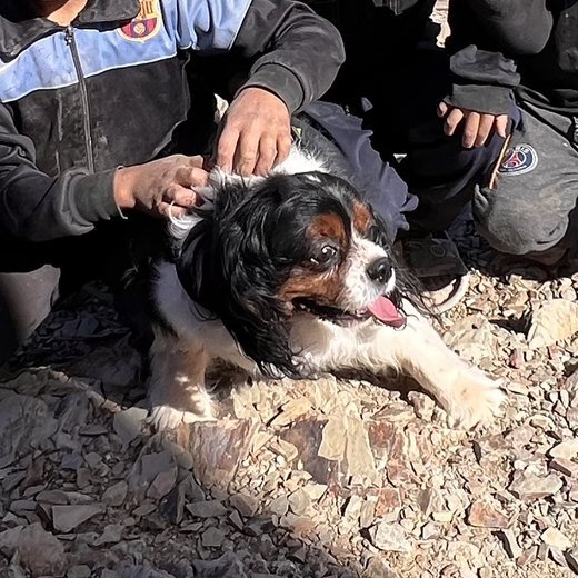 Barclay, School Aid&rsquo;s mascot, on the November 2024 Morocco mission